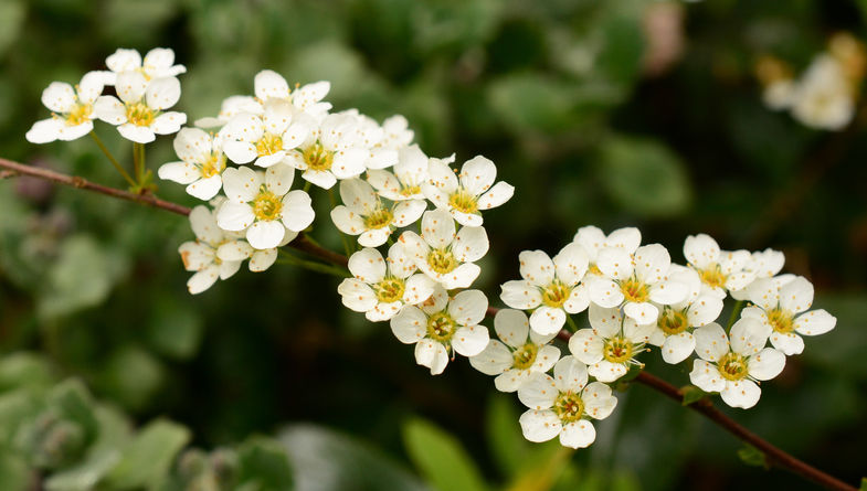 Hawthorn